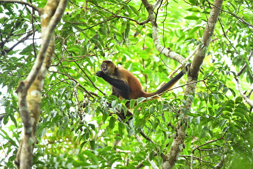 A young spider monkey feeds while in a tree branches in a forest in Costa Rica.