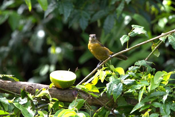istock Scarlet Rumped Tanager Female 2097564436