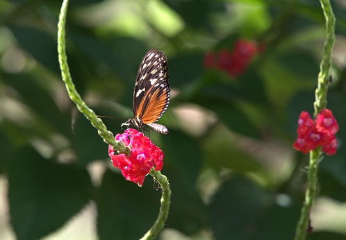 A tiger longwing butterfly gathers nectar from a red flower in Costa Rica.