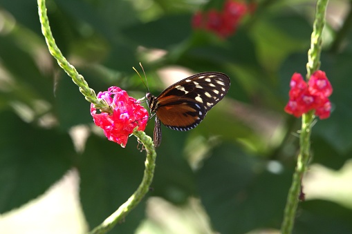 A tiger longwing butterfly gathers nectar from a red flower in Costa Rica.