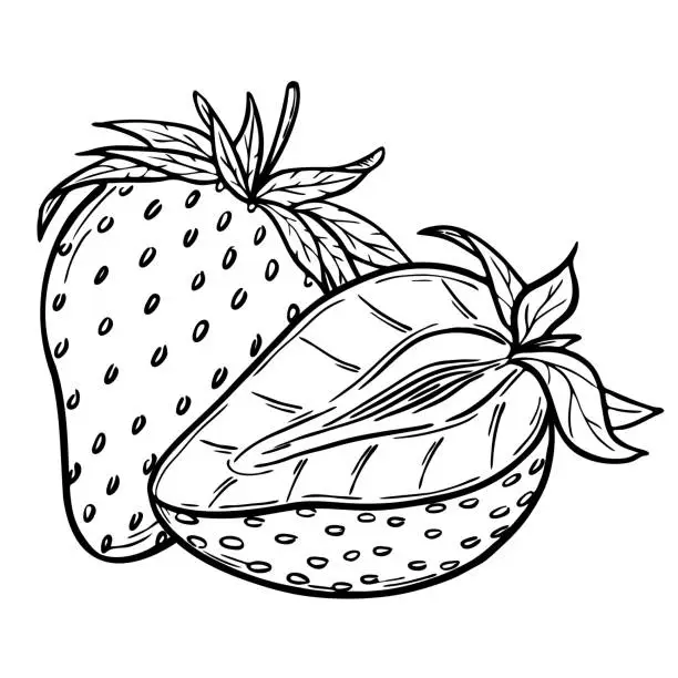 Vector illustration of Vector strawberries sketch line art composition, hand drawn botanical outline illustration. Monochrome drawing. Isolated design element for coloring book page, background, pattern, packaging, logo.