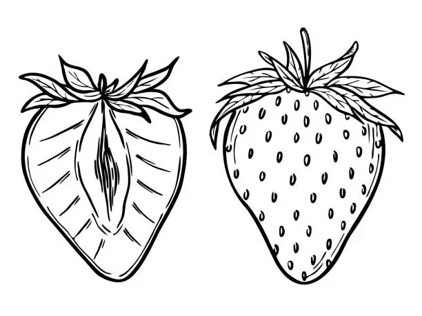 Vector illustration of Vector strawberries set, line art drawing, hand drawn botanical outline illustration. Summer fruit monochrome drawing. Isolated design elements for coloring book page, background, pattern, packaging.