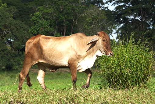 A Brahman cow walks in a meadow in Costa Rica.