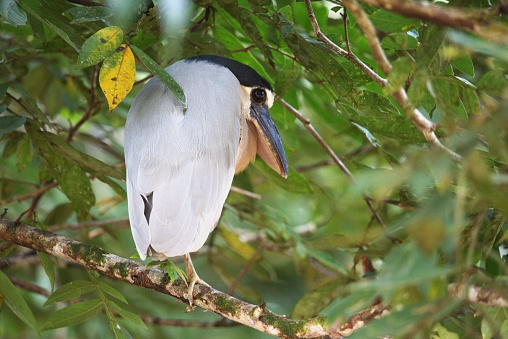A boat-billed heron perches on a limb among leaves in a mangrove habitat in Costa Rica.