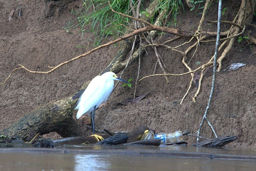 A snowy egret perches on a log amidst plastic bottle litter in a wetland in Costa Rica.