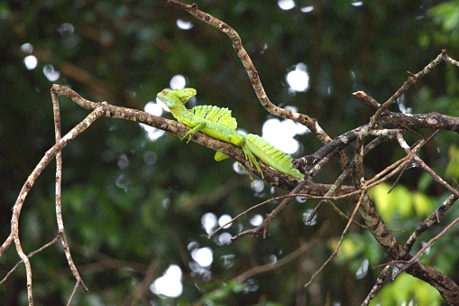 An emerald basilisk clings to a tree branch while sunning in the Cano Negro wetland in Costa Rica.