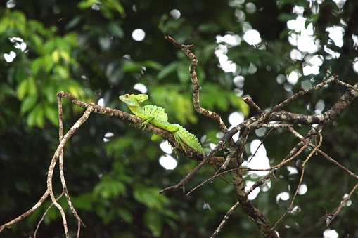 An emerald basilisk clings to a tree branch while sunning in the Cano Negro wetland in Costa Rica.