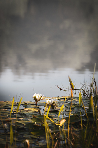White Water lilies in pond during sunrise fog