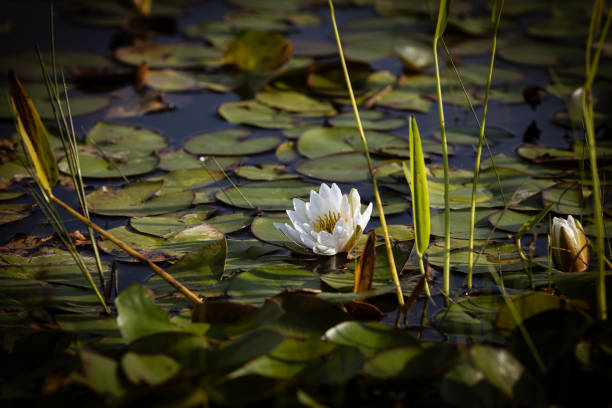 White Water lilies in pond during summer