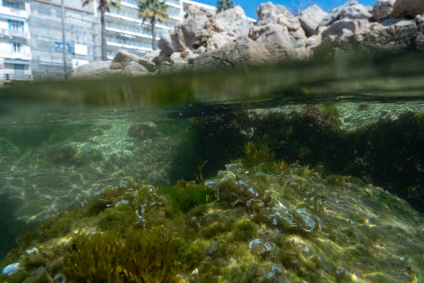 Underwater rocks and city in the background, sunny