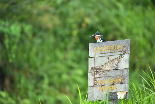 An Amazon kingfisher perches on top of sign that warns of crocodiles in the wetland in Costa Rica.