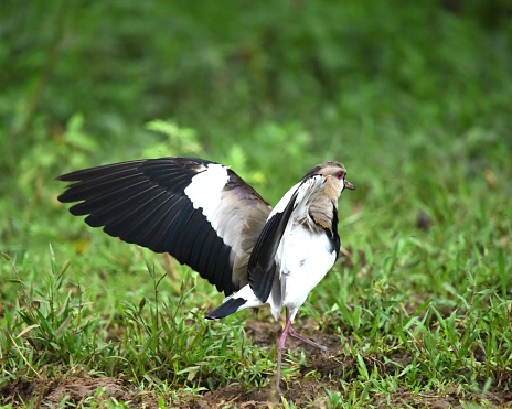 A southern lapwing flaps its wings in a wetland in Costa Rica.