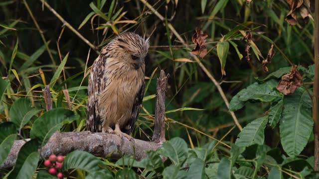 Looking down from the left to the right curious of what's below it, Buffy Fish Owl Ketupa ketupu, Thailand