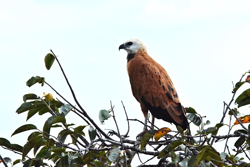 A black-collared hawk perches in a tree in the Cano Negro wetland in northern Costa Rica.