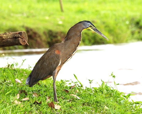 A bare-throated tiger heron stands near the water's edge in the Cano Negro  wetland preserve in Costa Rica.