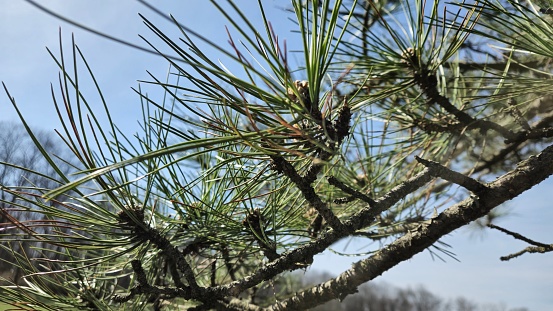 Spring daytime pine tree closeup