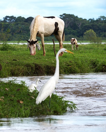 A great egret stands on the water's edge while horses graze in the background in a wetland in Costa Rica.