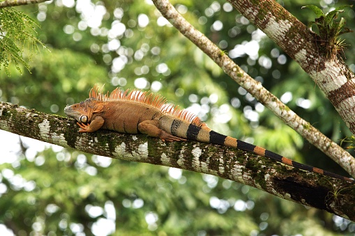 An orange colored iguana with a striped tail rests on the branch of a tree in Costa Rica.