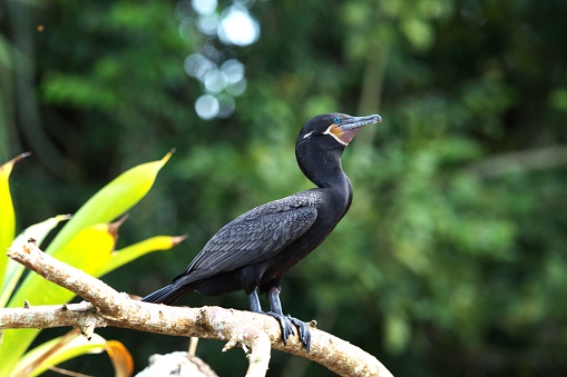 A male neotropic cormorant perches on a branch in a tropical wetland in Costa Rica.