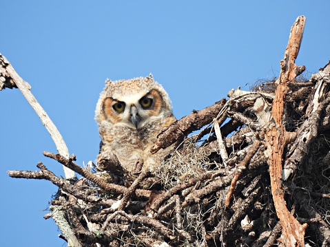 Great Horned Owl - young bird looking at the camera