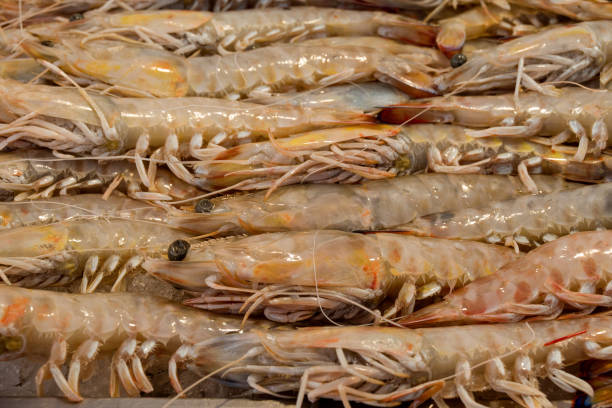 Freshly caught Tiger Prawn background. Tiger prawns for sale in a Thai market in a seaside town in Thailand. Shallow depth of field. Focus on the centre prawn. 