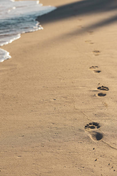 istock Beach, sand, vacation, Playa del Carmen, Mexico 2097656436