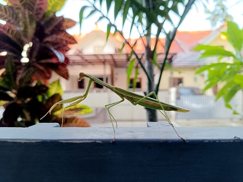 A praying mantis in the front yard of the house