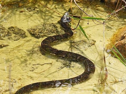 Banded Water Snake - underwater