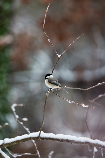 Carolina Chickadee