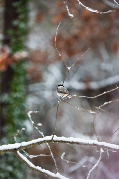 눈 덮인 나뭇가지에 앉아 있는 carolina chickadee - photography carolina chickadee bird animals in the wild 뉴스 사진 이미지