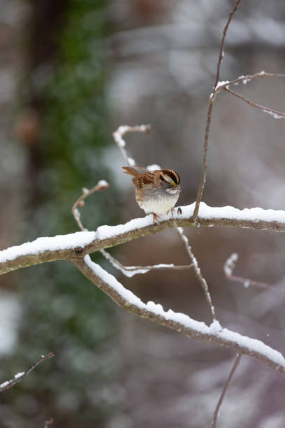 One small brown carolina wren bird closeup sitting perching on tree branch during winter snow snowing snowflakes in Virginia