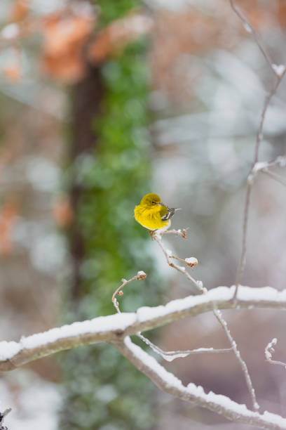 istock Pine warbler sitting on a snow branch 2097688877