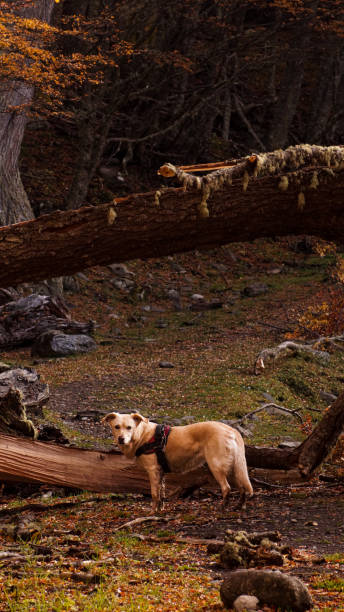 istock free dog in the forest 2097690968