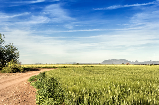 Wheat field in Obregon, state of Sonora, Mexico. photo