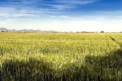 Wheat field in Obregon, state of Sonora, Mexico. photo