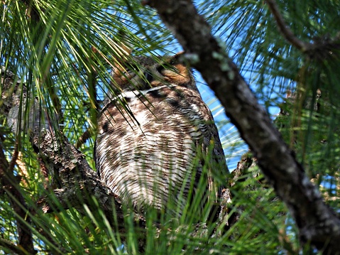 Great Horned Owls are fierce predators that can take large prey, including raptors such as Ospreys, Peregrine Falcons, Prairie Falcons, and other owls. They also eat much smaller items such as rodents, frogs, and scorpions.