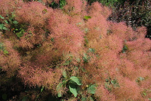Cotinus coggygria, syn. Rhus cotinus, the European smoketree, Eurasian smoketree, smoke tree, smoke bush, Venetian sumach, or dyers sumach, is a species of flowering plant in the family Anacardiaceae