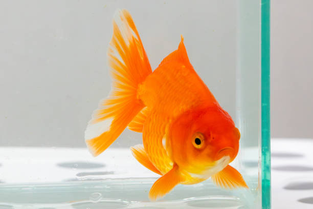 istock Oranda goldfish in aquarium fish tank close up 2097737403