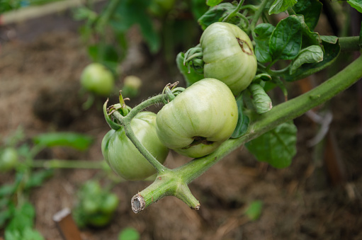 Green tomatoes ripen in the garden. High quality photo