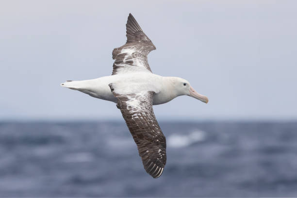 istock Snowy Albatross, Tasmania, Australia 2097748117