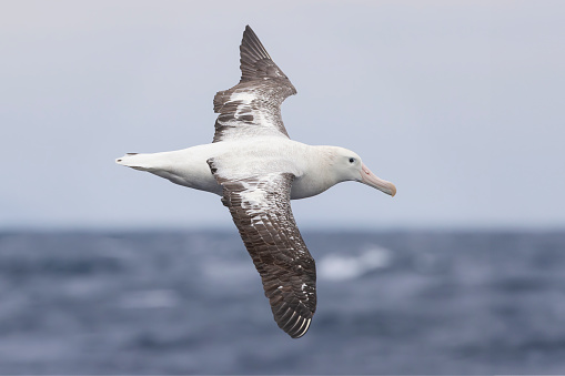 Westland petrel flying over the sea close to New Zealand coast