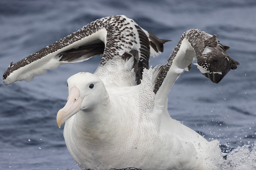 Taxon name: Snowy Albatross
Taxon scientific name: Diomedea exulans
Location: Eaglehawk Neck, Tasmania, Australia
