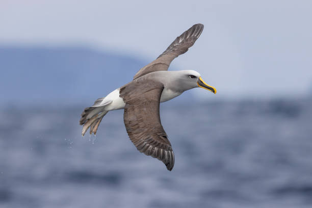 Buller's Albatross, Tasmania, Australia