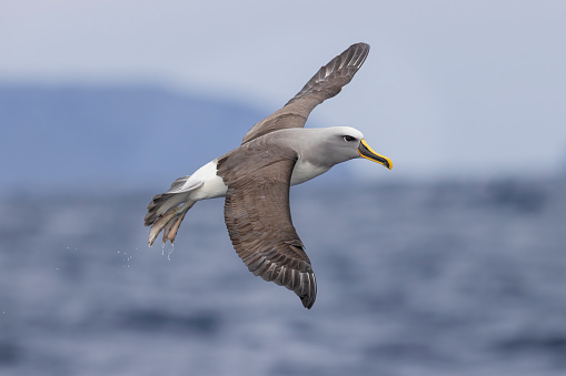 Taxon name: Southern Buller's Albatross
Taxon scientific name: Thalassarche bulleri bulleri
Location: Eaglehawk Nest, Tasmania, Australia