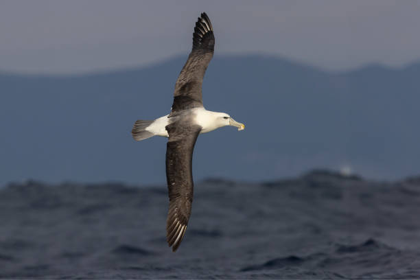 istock Shy Albatross, Tasmania, Australia 2097748698
