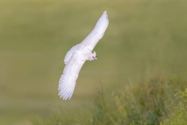 Taxon name: Eastern Little Corella\nTaxon scientific name: Cacatua sanguinea gymnopis\nLocation: Sydney, New South Wales, Australia