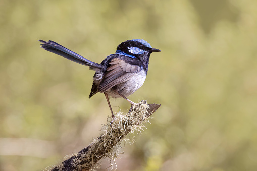 Taxon name: Tasmanian Superb Fairy-wren
Taxon scientific name: Malurus cyaneus cyaneus
Location: Hobart, Tasmania, Australia