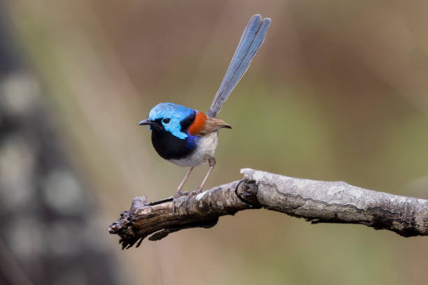 Taxon name: Central East Coast Variegated Fairy-wren\nTaxon scientific name: Malurus lamberti lamberti\nLocation: Sydney, Australia