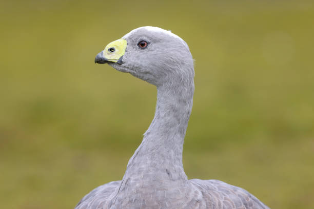 Taxon name: Eastern Cape Barren GooseTaxon scientific name: Cereopsis novaehollandiae novaehollandiaeLocation: Tasmania, Australia