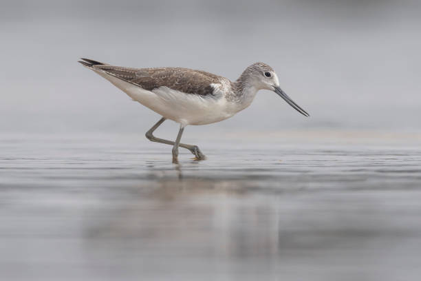 istock Common Greenshank, New South Wales, Australia 2097755544